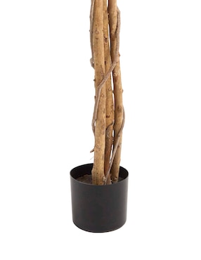 Ficus Haus 250 cm con maceta