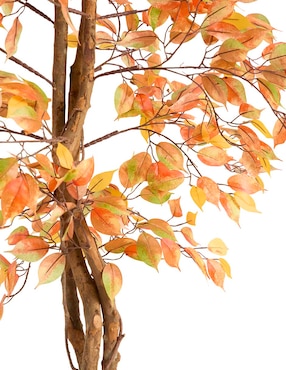 Ficus Haus 350 cm con maceta