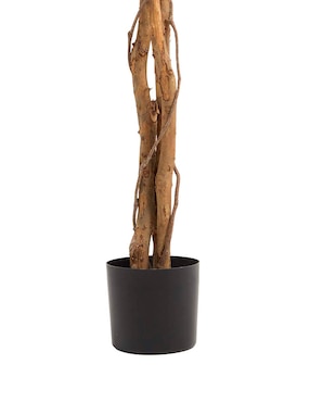 Ficus Haus 350 cm con maceta