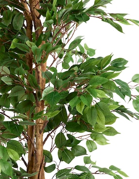 Ficus Haus 220 cm con maceta