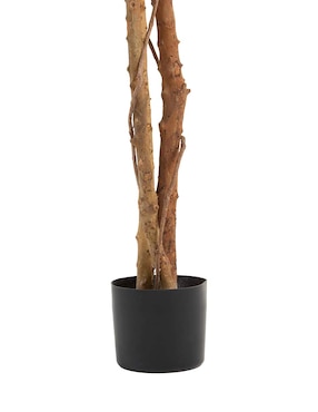 Ficus Haus 220 cm con maceta