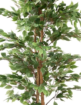 Ficus Haus 250 cm con maceta
