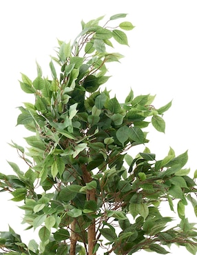 Ficus Haus 250 cm con maceta