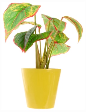 Aglaonema Bluebell & Co.