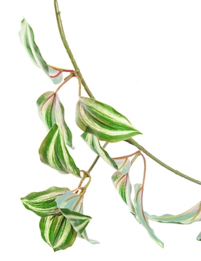 Guirnalda de zebrina Bluebell & Co. con hojas 155 cm