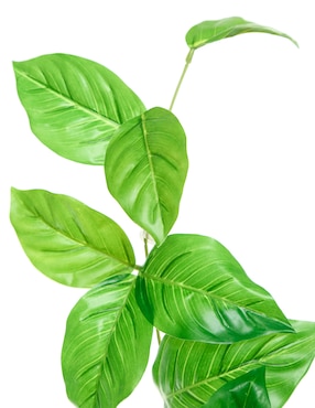 Guirnalda de aglaonema Bluebell & Co. 160 cm