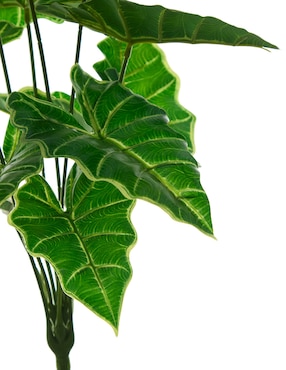 Ramo de caladium Bluebell & Co.