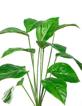 Ramo de aglaonema Bluebell & Co.