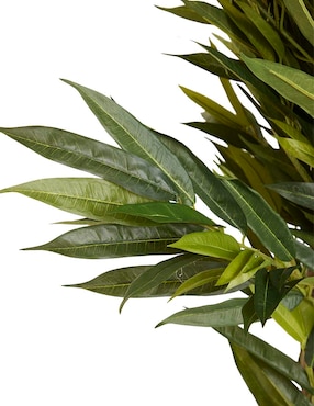 Mástil Haus Longif 250 cm con maceta