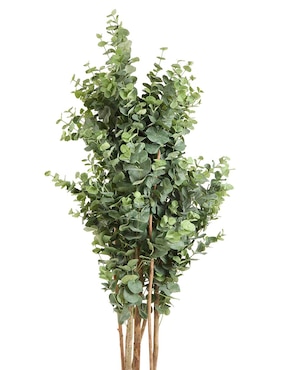 Eucalipto Haus 220 cm con maceta