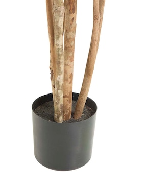 Eucalipto Haus 220 cm con maceta