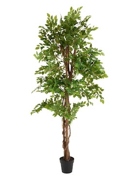 Ficus Haus 210 cm con maceta