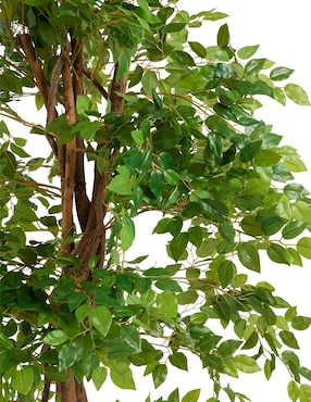 Ficus Haus 210 cm con maceta