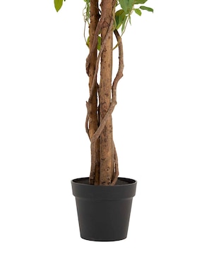 Ficus Haus 210 cm con maceta