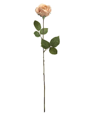 Rosa Haus Rosa Oto Recyc