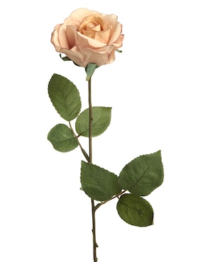 Rosa Haus Rosa Oto Recyc