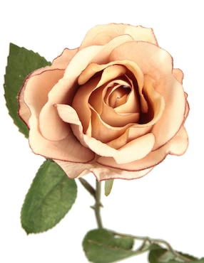 Rosa Haus Rosa Oto Recyc