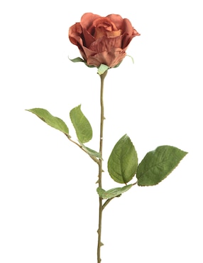 Rosa Haus Oto Recyc