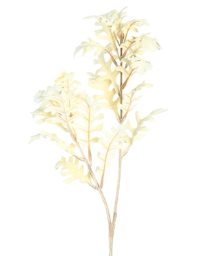 Cineraria decorativa Haus