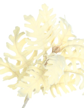 Cineraria decorativa Haus