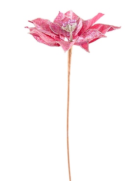 Flor de nochebuena Christmas Spirit