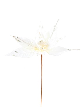 Flor de noche buena Christmas Spirit