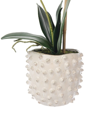 Preelaborado de orquídea Haus