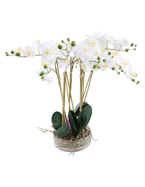 Orquídea Haus Org Big