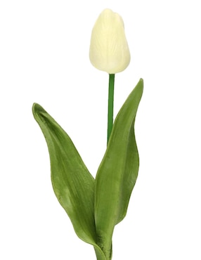 Flor de tulipán Haus