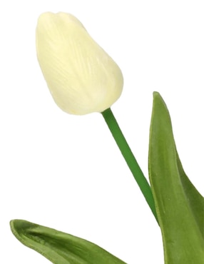 Flor de tulipán Haus