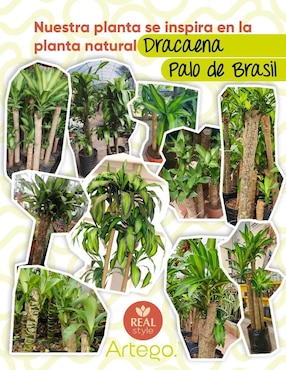 Palo de brasil artificial Artego Congo