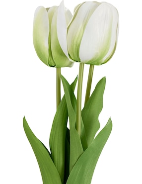 Ramo de tulipán Haus
