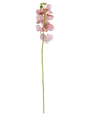 Flor de orquídea Haus