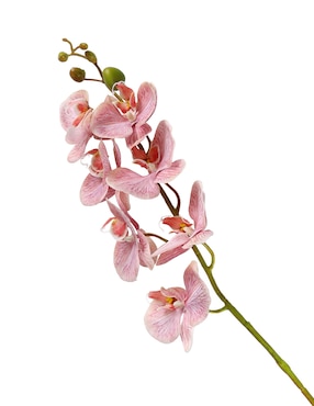 Flor de orquídea Haus
