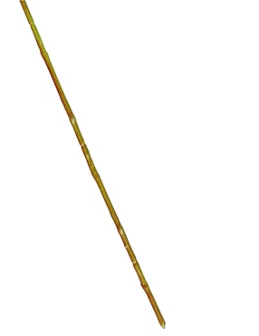 Flor de orquídea Haus
