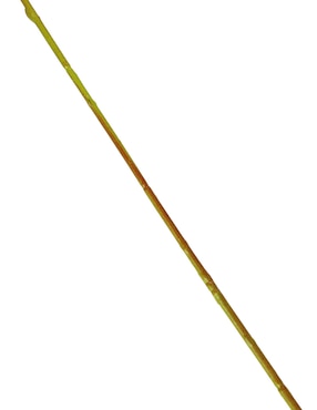 Vara de orquídea Haus