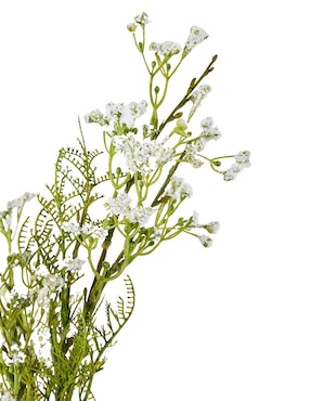 Gypsophila decorativa Haus con acabado mate