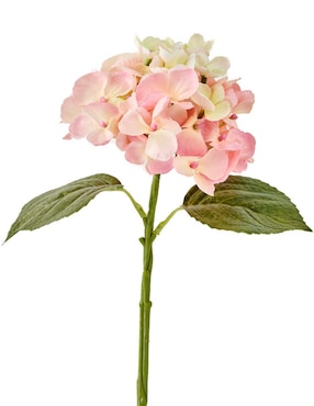 Hortensia Haus