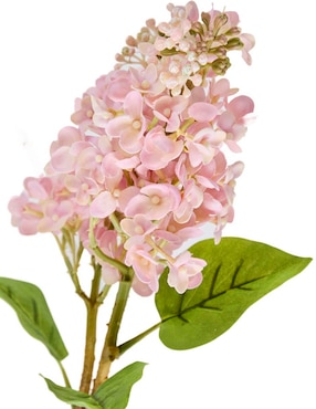 Hortensia Haus