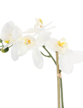 Preelaborado de orquídea Haus