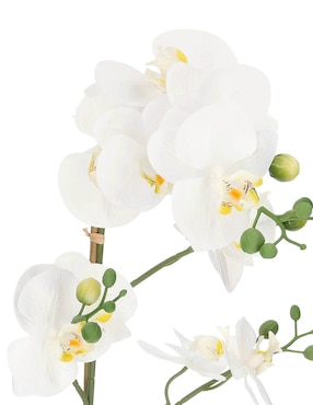 Preelaborado de orquídea Haus