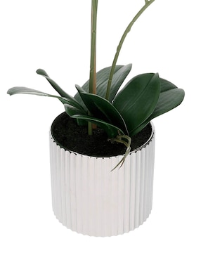 Preelaborado de orquídea Haus