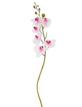 Flor de orquídea Haus