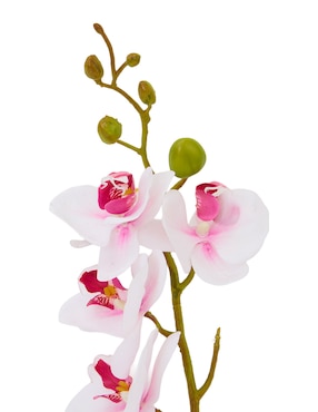 Flor de orquídea Haus