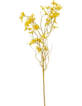 Forsythia decorativa Bluebell & Co.