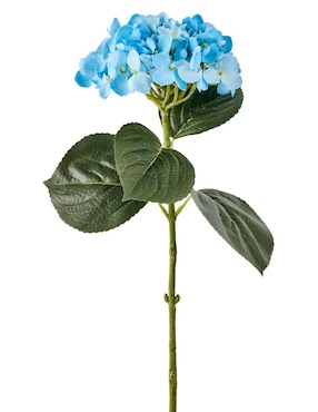 Hortensia Haus