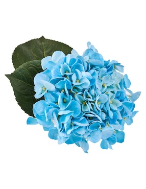 Hortensia Haus