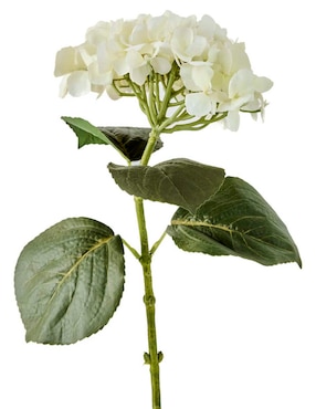 Hortensia Haus