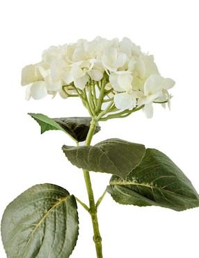 Hortensia Haus