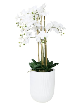 Preelaborado de orquídea N Narrative